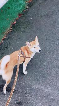 犬39 犬39の写真