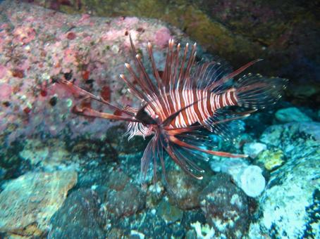 ミノカサゴ ミノカサゴ ミノカサゴ,海中写真,魚の写真素材