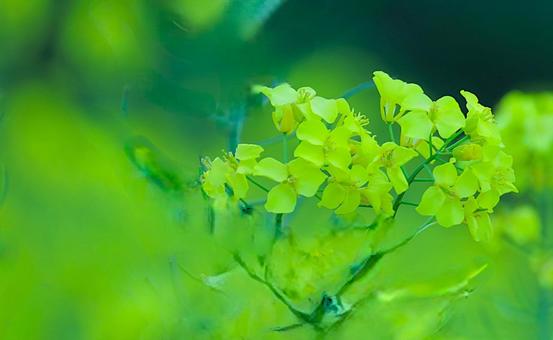 花模様ー季節の花 花模様ー季節の花の写真