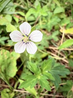 ゲンノショウコ(現の証拠) 05 現証拠,ゲンノショウコ,風露草の写真素材