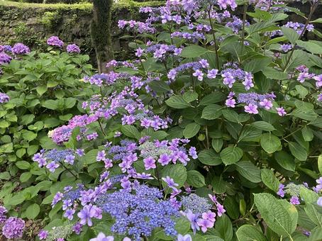 あじさい あじさい あじさい,紫陽花,アジサイの写真素材