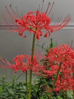 彼岸花 彼岸花 彼岸花,秋,花の写真素材