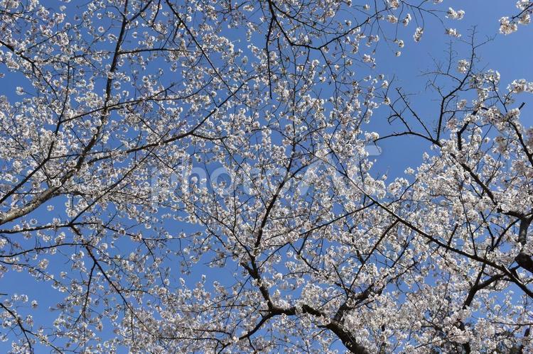 さくら　サクラ　あけぼの山農業公園の風景です。 さくら,サクラ,ソメイヨシノの写真素材