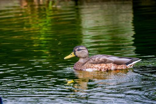 池を泳ぐマガモのオス 池を泳ぐマガモのオス マガモ,カモ,鴨の写真素材