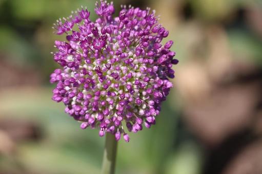 ピンクのオオハナニラに花のアップ ピンクのオオハナニラに花のアップの写真