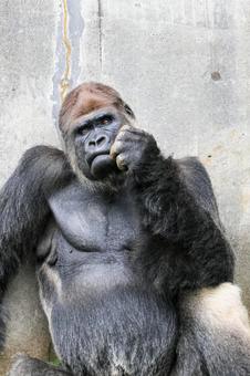 ニシゴリラ ニシゴリラ ニシゴリラ,ニシローランドゴリラ,アフリカの写真素材