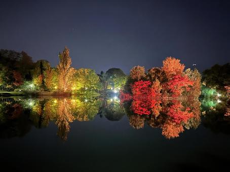 中島公園 水鏡,リフレクション,夜空の写真素材