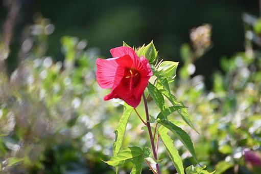 赤いタイタンビカスの花 赤いタイタンビカスの花の写真