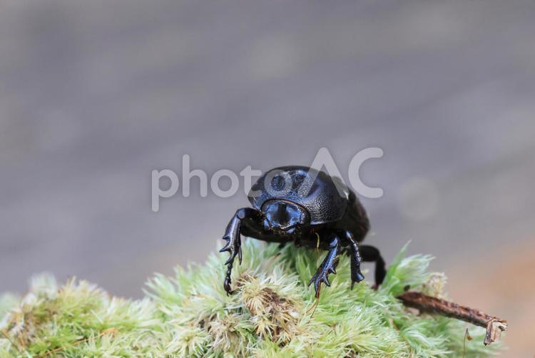 コカブトムシ 昆虫,甲虫,虫の写真素材