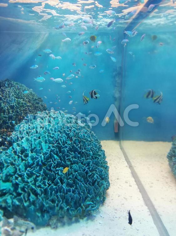 水族館の熱帯魚とサンゴ 熱帯魚,水族館,アクアリウムの写真素材