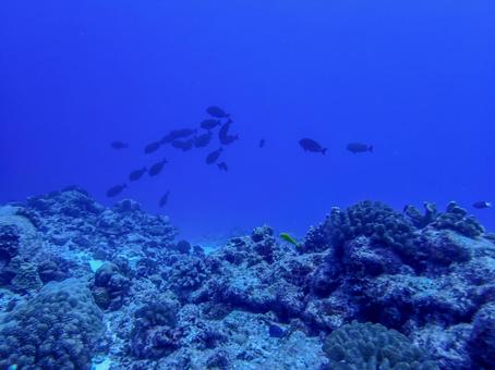 青の世界 魚の群れ,ブルー,魚の写真素材