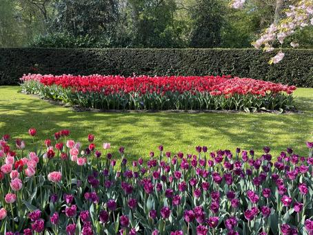 キューケンホフ公園 キューケンホフ,チューリップ,アムステルダムの写真素材