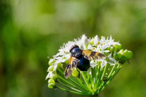 クロベッコウハナアブ⑴ 虫,アブ,クロベッコウハナアブの写真素材