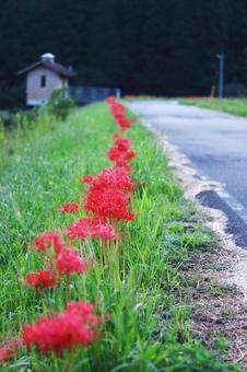 Red spider lilies blooming along the road, JPG Red spider lilies blooming along the road, JPG