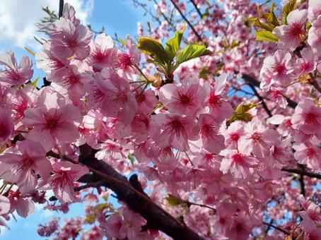 桜 さくら,春,サクラの写真素材