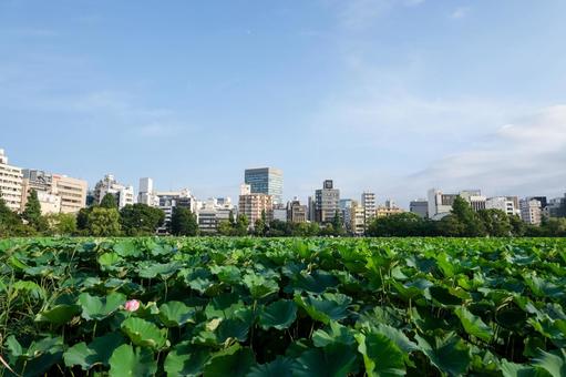 不忍池の風景 上野,上野恩賜公園,不忍池の写真素材