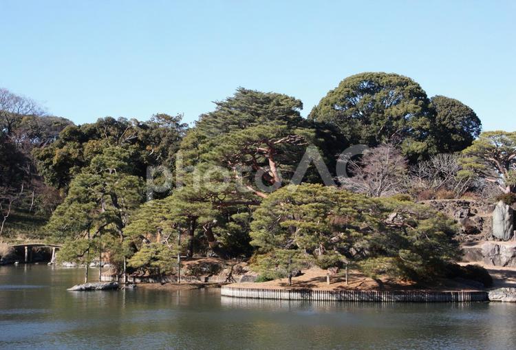 池のある日本庭園＠六義園 風景,景色,木の写真素材
