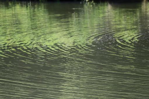 池の水面に波紋の広がる風景 池の水面に波紋の広がる風景 池,水面,波紋の写真素材