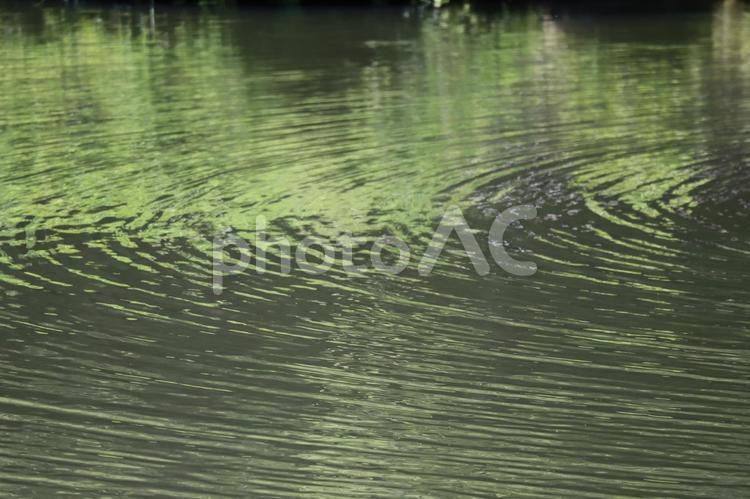 池の水面に波紋の広がる風景 池,水面,波紋の写真素材
