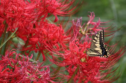 彼岸花とアゲハ蝶 自然,風景,背景の写真素材