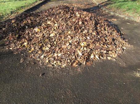 落ち葉の山 落ち葉,霜,冬の写真素材