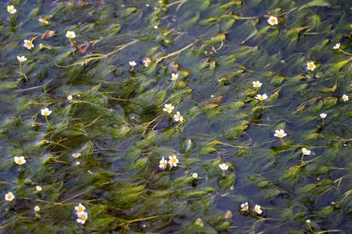 Photo, plum blossom algae, flower, chuan, 