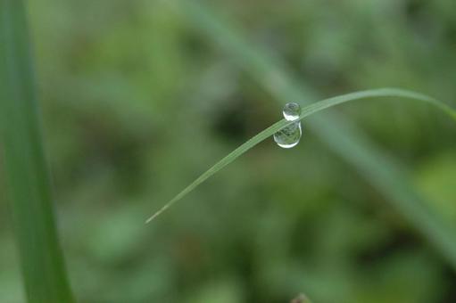 水滴 水滴の写真
