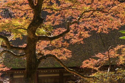 室生寺 室生寺,五重塔,国宝の写真素材