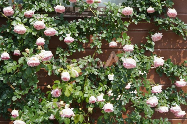 満開のつる薔薇（水切れ）01 バラ,薔薇,花の写真素材