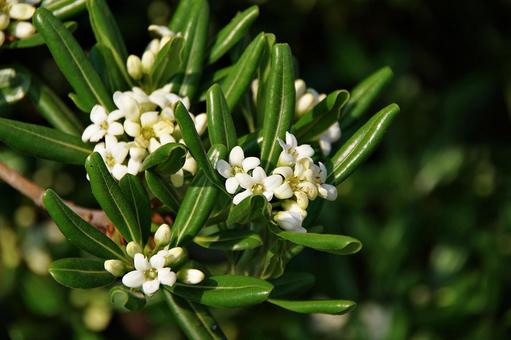 トベラの白い花 トベラ,トビラノキ,扉の写真素材