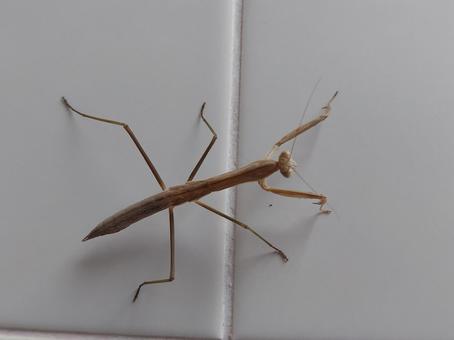 Mantis, JPG Mantis, JPG