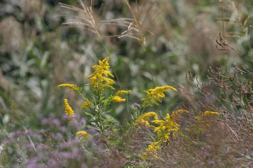 grass, erba, kusahara, autunno, JPG