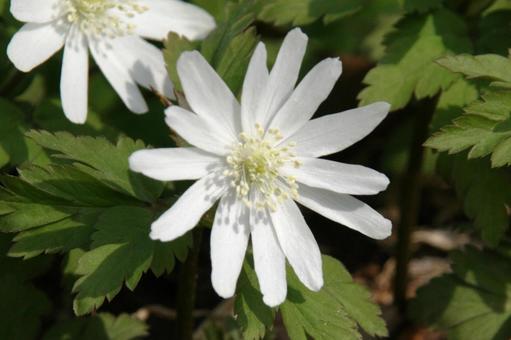 Photo, mountain grass, flower, blooms in early spring, 