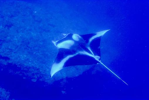 Photo, scuba diving, manta, diving, 