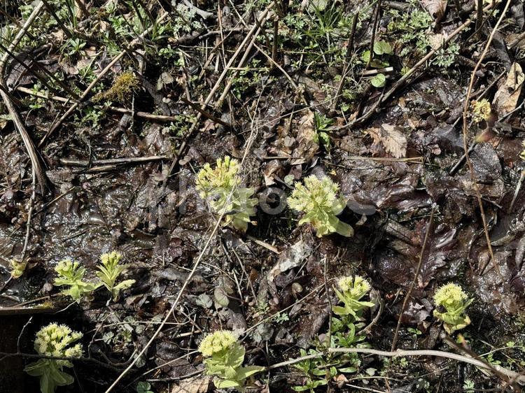 花開いたふきのとう 蕗のとう,自然,風景の写真素材