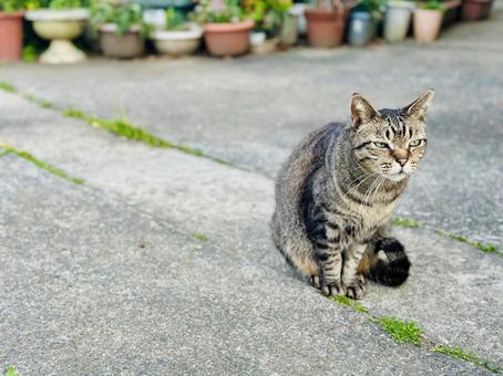 The gaze of a brown tabby cat surrounded by potted plants, JPG