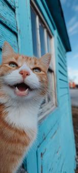こちらを見る猫 こちらを見る猫の写真