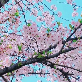 桜の写真