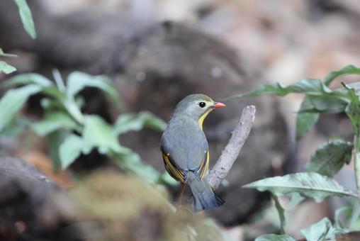Red-crowned Night Heron, JPG