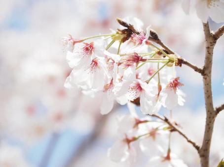 桜の花 桜の花の写真