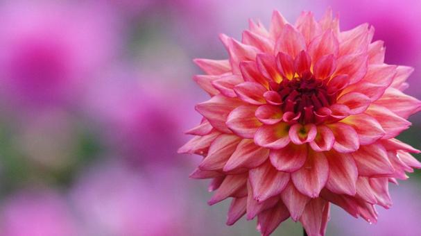 秋のダリア園-891 ダリア,ピンク,サーモンピンクの写真素材