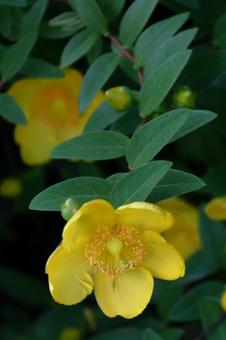 金色に輝く梅の花 金色に輝く梅の花 キンシバイ,花,オトギリソウ科の植物の写真素材