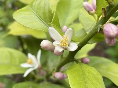 Lemon flower, JPG Lemon flower, JPG