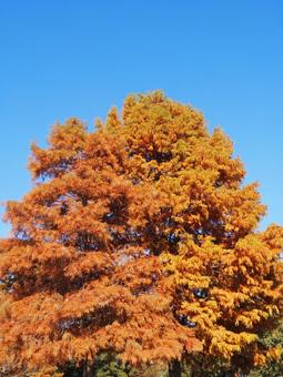 秋の水元公園・オレンジ色の紅葉（葛飾区）の写真