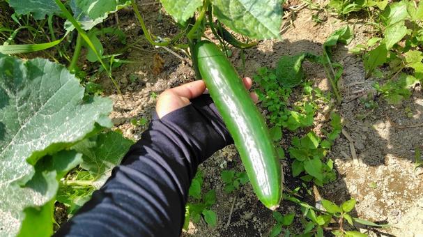 家庭菜園のきゅうり 家庭菜園,きゅうり,野菜の写真素材