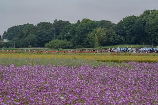 こうのす花まつり2025年 こうのす花まつり2025年の写真
