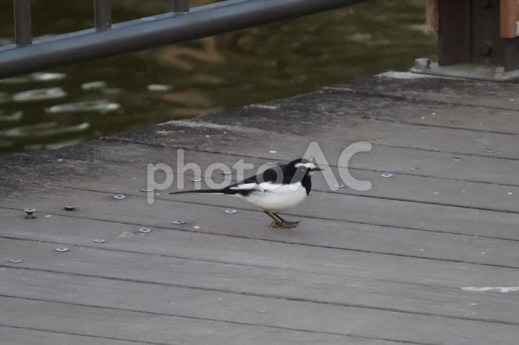 夕方にコイの餌を食べるセグロセキレイ 鳥,セグロセキレイ,動物の写真素材