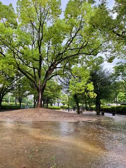 雨の公園 雨の公園 公園,広場,木の写真素材