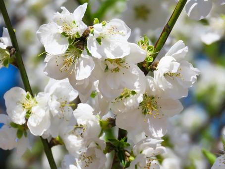 春イメージ〜満開のハナモモの花 春イメージ〜満開のハナモモの花の写真