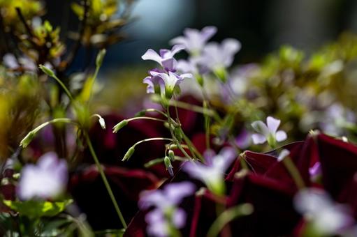 オキザリス オキザリス オキザリス・トライアングリス,花,薄紫の写真素材
